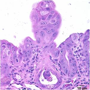 Board certified pathologists can analyze and score neoplastic, toxic, and inflammatory changes.